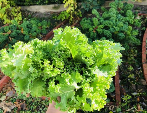 Grünkohl – heimisches Superfood, vielseitig und gesund! ;-)